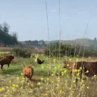 ��������û������ţȺ��������������ѱ�Ц���⹷ͦ����