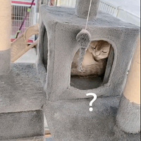 ��һֻè�ܳ�����ȥ�����Բ��𣬴����ˣ���