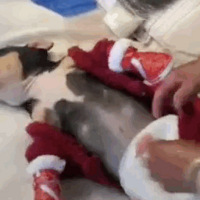 �еĹ���һ������үү���̴���ģ�