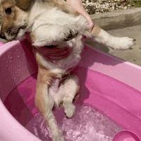 ������ү�Ĵ��ͻ���Ű�Ĳб�����ϴ���ֳ� | ���Ͽ���