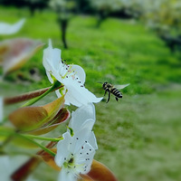 ����滨ʤ��ѩ