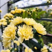 δ���޼����������������鿪�ţ������ƽ���