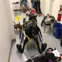 Ů��ִ��Ҫ������ֻ�����������ԭ���������ᡭ