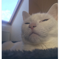 ������ص�è����Ҫ���Ʒ��ˣ�