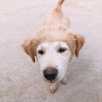 ����·��һֻ���������Ц�磬�����ô�Դ�ͷ����