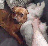 ����������ִ��������ʺ�ı�����һ��������ӣ����㻨�ģ�