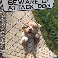 Ժ�ӹ��š����ж�Ȯ���������²��ǵ��ı���͵���ҵ���Ȯ