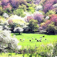 土尔根杏花开始招募4月5日集合6日出发