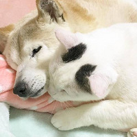 ů�ģ���è�κ��˹����ķ��뽹��֢������Ĺ��¸ж��������ˡ�