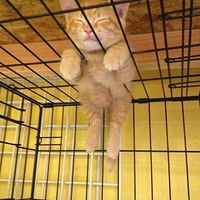 ��Щè��˯��ǧ��ٹ֣���ѧ�ó��κ�һ������ݣ�