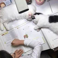 ���Ҽ�è���ĵ����ӣ��������衭��