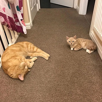 ��Ϊ��è����ȴֻ��3�ҽ�������Ⱳ�Ӷ������ٳ����ˣ�