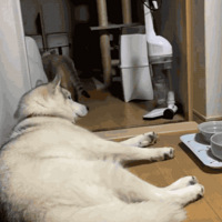 ����Ұ�����������è���������ݺ󣬾�Ȼ���������¡�