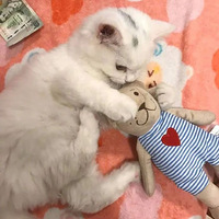 ��è����ż�Ž�ϴ�»���ϴ�����è������ϴ�»�ǰ���粽���룡