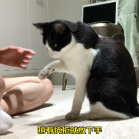 ��è���ָ����Ĳ��ô�Ӳ�̣�