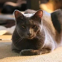 �䰮������Զ���۷䡫