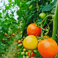 ����ũׯ�����룬�����±�ƭ