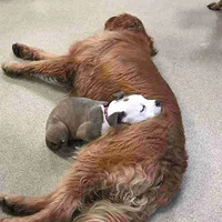 �͹���ȥ�ж�����������˯���������ÿһֻ���ӣ�