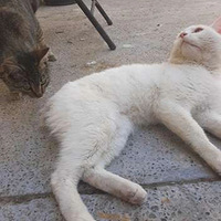 ����è�ڳ�����ǰƭ��ƭ�ȣ���󡭾�Ȼƭ����һ���ң�