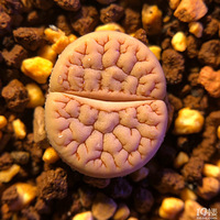 ɹ�ҵ�С�ɰ���[����]