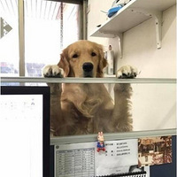 ������DIY��һ���ֹ��Ƕ�����ë���Ӻ���������̫��ʵ�ˣ�