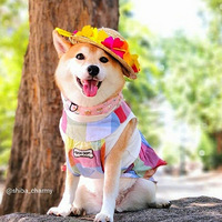 ���������һ��Ҫ����������ȥ��~