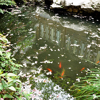 �һ���Ӣ��������ˮ�������˷ǡ�