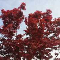 Ǯ���³ǵķ�Ҷ�������ƻ�