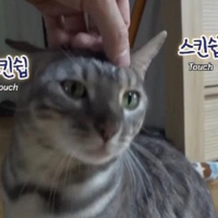 è����껥��������˰�è�����˹�����������è��