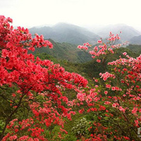 4��12���ո�����̨ɽ����ɽӳɽ��ž黨