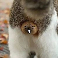 ������è������һ�����������飿