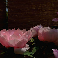 ����ĵ��