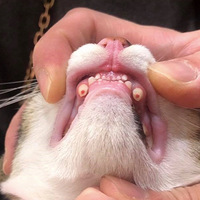 ��èҧ�˺��ۣ���׼������������ĥƽ����