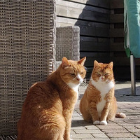 èʧ��һ���£�һ��ǰ���һأ��������ԭסè�Լ������ˣ�