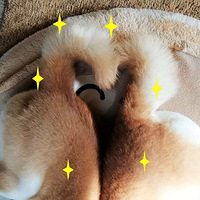 insֻȮ桰Ҳ񡱣ڿɰ
