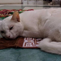 �������鱬������è��Ȼÿ���ֺͲ�ʺ��һ�������棡