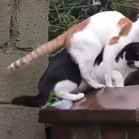 ��ֻè��Լ��ǽͷ���Ҳ����˿�ͷȴû���н�֡�