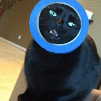 ���������Ҽ�è���Լ���������ˡ���