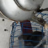 �Ǹ�������Űɱ��80ֻ����è�Ĵ�ѧ��������Ҫ��һ����è��ʿ��