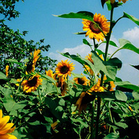 ��Ϊ������Ϊ�������������ԣ���Ȼ���˼�Ȼ