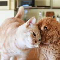 �����Ҽ������·���è����Ƥը������һͰ��