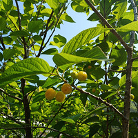 �Լҵ�ӣ������������Сӣ��С���ӿ�쳤�󣬵������ǵ���������