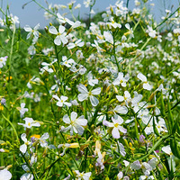 ��ʧ�ڻ�����[����] ��������ڻ��ĺ����в����԰�[����]