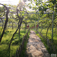 ��ԶԶ��ɽ�ϣ�����һ������⨺��һ�