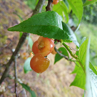 ��ˮ���ˣ��Լ���ѵ���ɫʳƷ�����������治�������������Ǻö�