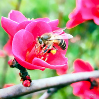 ���ڶ��ŵ���