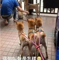 ͬʱ6ֻʲô飿̫ˣ