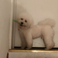 ӹ˳Уŷ֣ǸСë