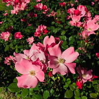 ·���µķ�ɫС�� ̫ϲ�����ֻ��Ž��صĸо��� �ƹ��������Ե�