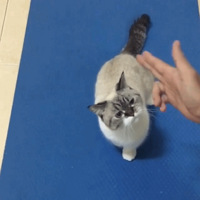 è��С����һ��������������ȳ�Ѫ��